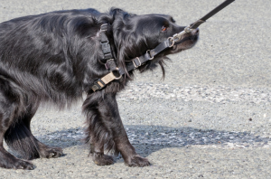 SO7foRRTSGZPzPNC5Oeq_dog-pulling-back-against-leash-scared-e1626797543432-paehqjaa93hceemfr7d7i1pxef9jlnw1e65iy0tevc