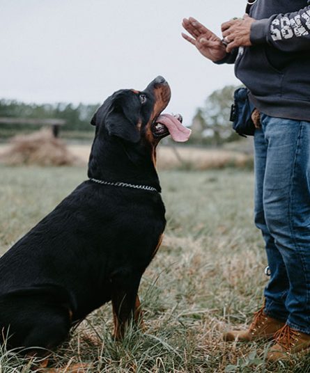 dog-training-basic-commands